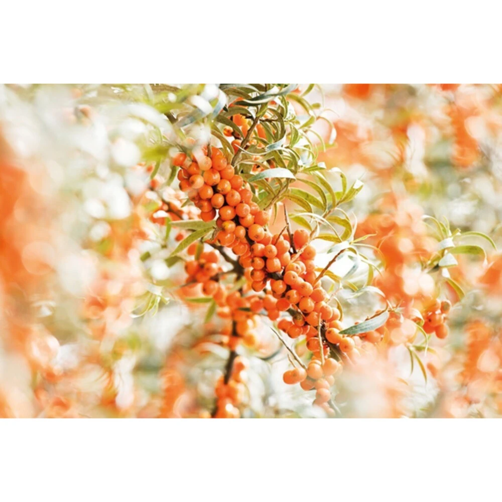 Weleda Elixer Bio Duindoorn 4 Weleda Elixer Bio Duindoorn - Afbeelding 2